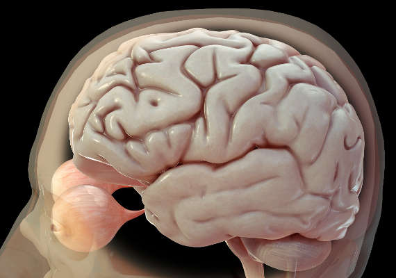Lateral view of human brain showing gyrus and sulci