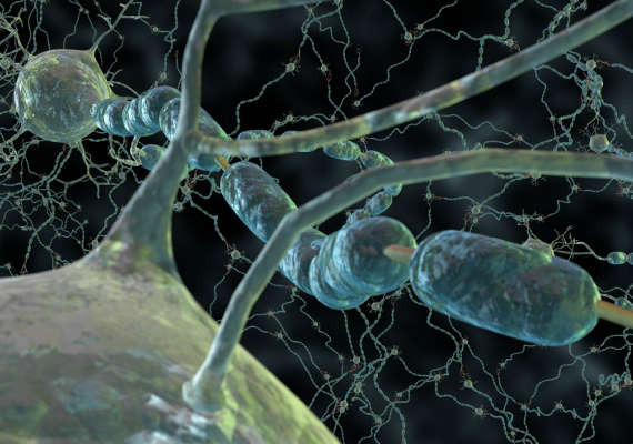 Microscopic view of neurons showing schwann cells wrapped around an axon
